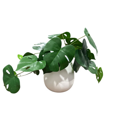 Artificial Monstera Leaf Plant In White Ceramic Pot By Threshold